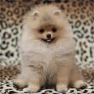 КЕНИГСВЕТ ( Светлана )