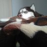 Нордюшa