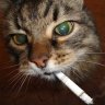 ДикаяКотя